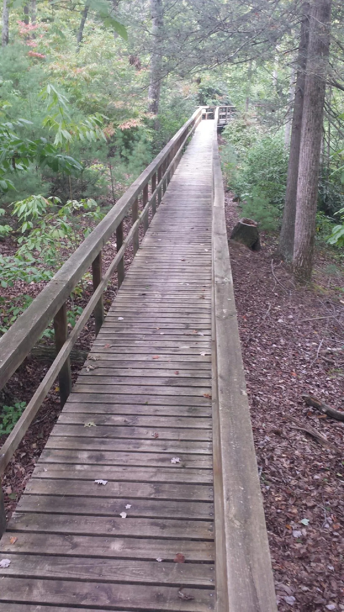 Long wood walkway with handrails built through the woods in Brewer